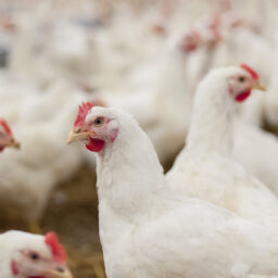 How Poultry ERP is Transforming the Future of Poultry Farming